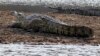 Un crocodile est vu au barrage de Cahora Bassa au Mozambique, le 22 septembre 2010.