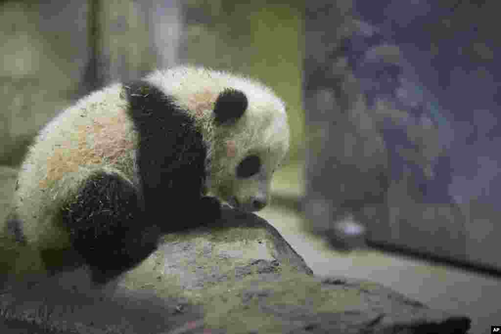 Bao Bao, the four-and-a-half-month-old giant panda, makes her public debut at an indoor habitat at the National Zoo in Washington, D.C. Bao Bao was born to the zoo&#39;s female giant panda Mei Xiang and male giant panda Tian Tian.