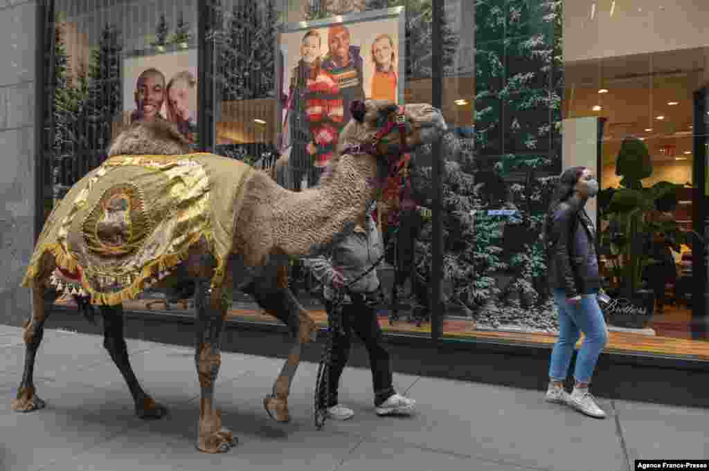 A camel is escorted down the street to the Radio City Music Hall as the camels, sheep and donkey return for their featured role in the “Living Nativity” scene in the 2021 production of the ‘Christmas Spectacular starring the Radio City Rockettes, in New York City.
