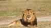 China Donates to Zimbabwe Wildlife