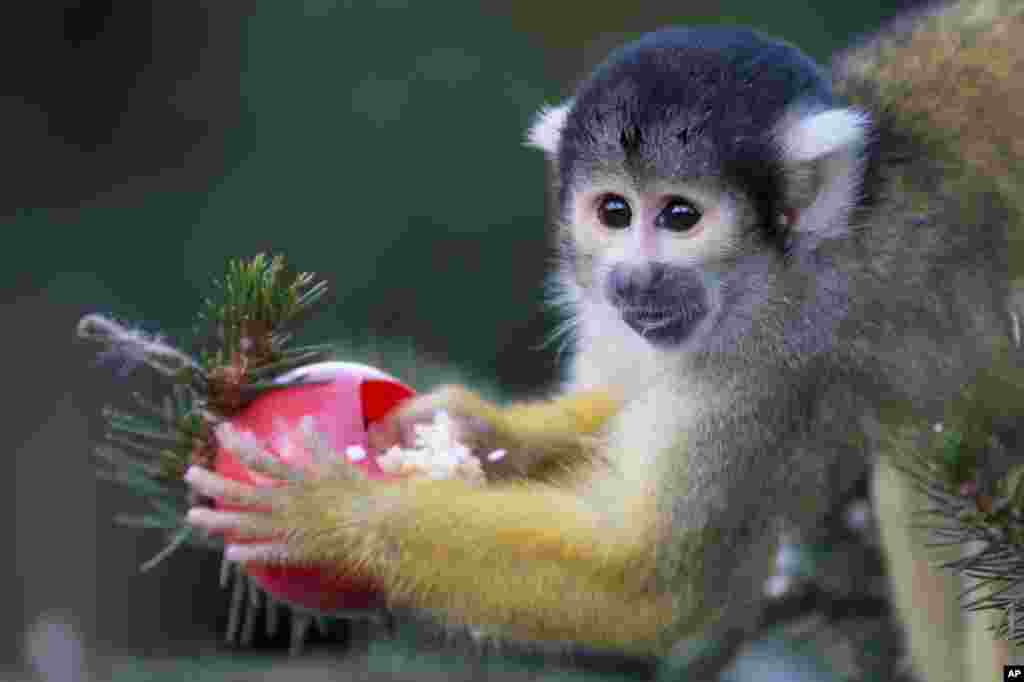 Seekor kera Bolivia mendapat hadiah khusus makanan kesukaannya yang dipasang pada pohon Natal di kebun binatang London, Inggris.