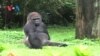Hari libur satwa di Kebun Binatang Ragunan, Jakarta (3/3).