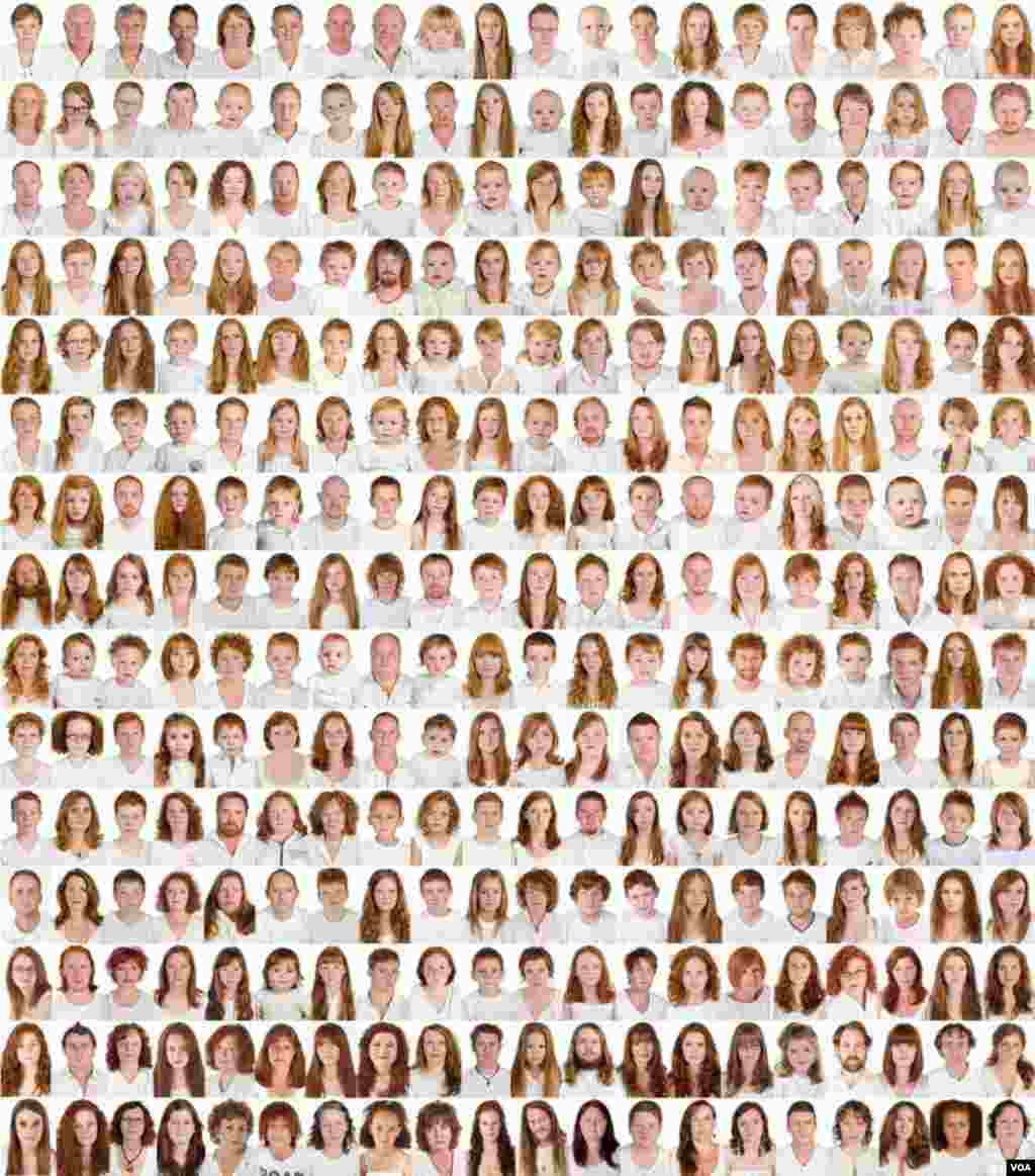 The 500 gingers photographed by Pokroy on a panel that’s part of the "I collect gingers" exhibition (A. Pokroy)