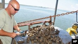 Oyster fisherman Tracy Collins shucks an oyster on Caminada Bay in Louisiana.
