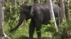 Gajah Indonesia Tersedia untuk ‘Adopsi’ di Australia