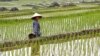 รมต.เกษตรอาเซียนพิจารณาแนวทางป้องกัน 'การขาดแคลนอาหารโลก'
