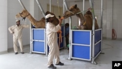 Suasana di sebuah peternakan unta (Foto: dok). Penelitian menemukan petunjuk bahwa unta diperkirakan berperan dalam penularan virus MERS. Pihak Abu Dhabi melaporkan kematian seorang pasien akibat terjangkit virus ini, Selasa (3/12).