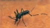 Researcher Identifies New Potential Target for Malaria Control 