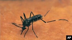 This undated photo supplied by WGBH/Nova shows a mosquito at work. 
