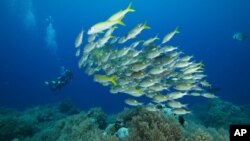 Palau is home to more than 1,300 species of fish and 700 species of coral.