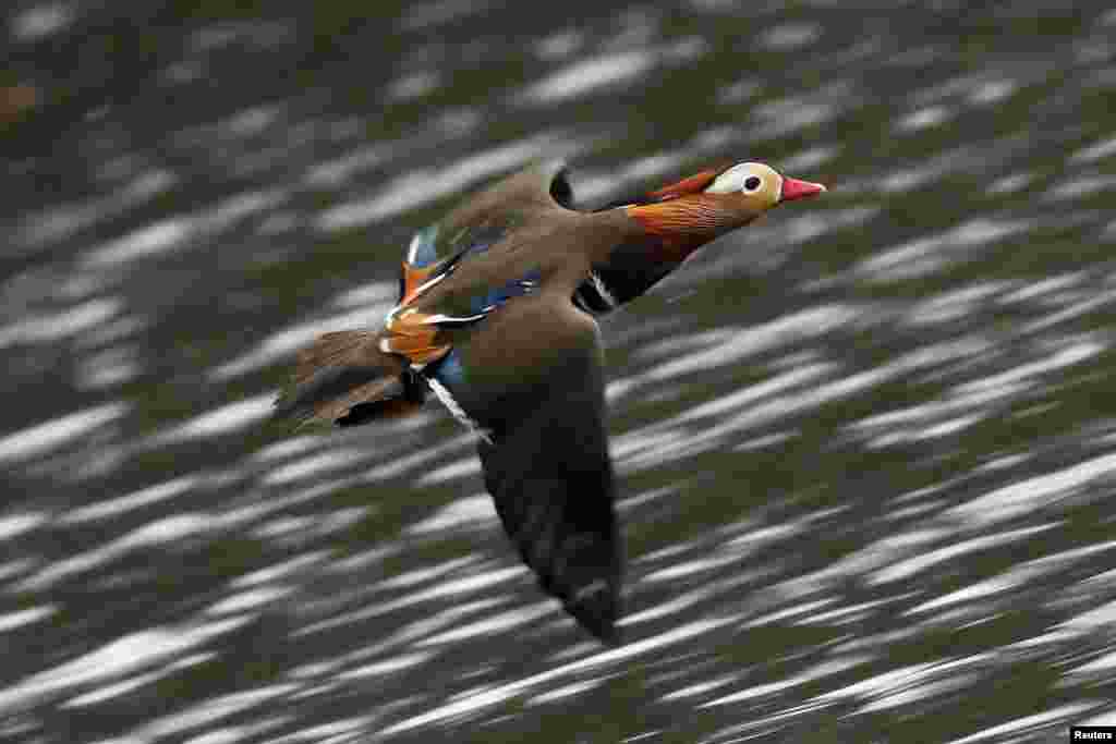 2018年12月5日,一只鸳鸯(Mandarin duck)在纽约中央公园飞翔。美国之音中文部在推特上发布的有关视频,有很多人观看。 在中国,鸳鸯是爱情忠贞、夫妻不离不弃的象征。