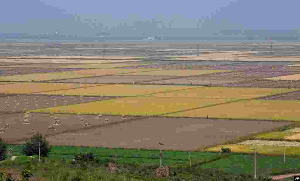 The fields of a cooperative farm in Sariwon, North Hwanghae Province, North Korea.