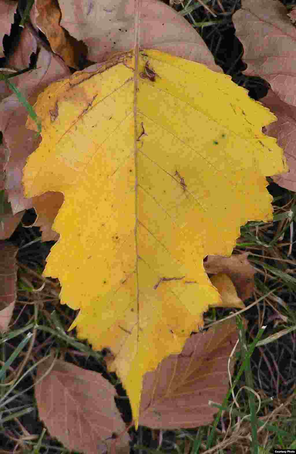 A birch leaf turns a bright yellow as winter approaches, Gateway Arch, St. Louis, Missouri. (Amy Zanne)