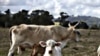 Use of Antibiotics in Livestock Debated