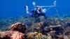 Researchers Use Sounds to Call Fish Back to Dead Coral