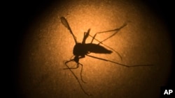 FILE - An Aedes aegypti mosquito known to carry the Zika virus, is photographed through a microscope at the Fiocruz institute in Recife, Brazil, Jan. 16, 2016.