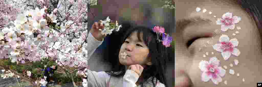 In this combination of photos showing children with cherry blossoms in Tokyo, Beijing, and Seoul, from left to right: A child walks under the blooming cherry blossom trees in Tokyo, March 30, 2017; a child with a cherry flower in her mouth looks at cherry trees at the Yuyuantan Cherry Blossom festival in Beijing, April 2, 2017; a girl's face is painted with cherry flower patterns during the cherry blossom festival in Seoul, April 8, 2017. 
