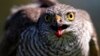 Global Warming Mixing Up Nature’s Dinner Time, Study Says