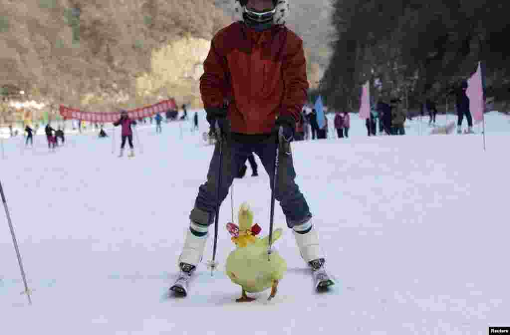 A contestant skis with his pet duck during a "skiing with pets" competition at a ski resort in Sanmenxia, Henan province, China, Jan. 12, 2014.