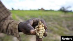 Zao la mahindi lililoharibiwa na ukame Kusini mwa Afrika