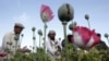 Opium Cultivation Rises in Afghanistan