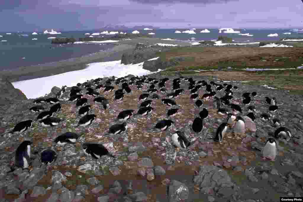 Penguin-penguin Adélie di Pantai Admiralty, Selandia Baru. (OCEANITES/Ron Naveen)