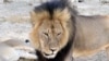 Beloved Lion Killing Sparks Virtual, Real Life Outrage