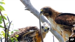 FILE - A redtail hawk feeds a snake to one of her young ones at the Rocky Mountain Wildlife Refuge in Commerce City, Colo., June 5, 2009. The Trump administration moved forward Nov. 27, 2020, on removing some federal protection for the nation's birds.