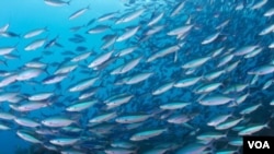 Scientists call oceans the world's most important resource. (Conservation International)