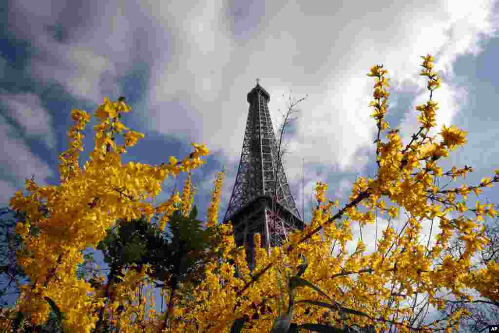 2017年3月14日,春到巴黎,花树掩映下的巴黎地标埃菲尔塔( Eiffel Tower )。法国首都巴黎是频繁发生新闻的大都会名城,也有很多往事,还是旅游胜地。