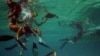 Aumentan ataques de tiburones