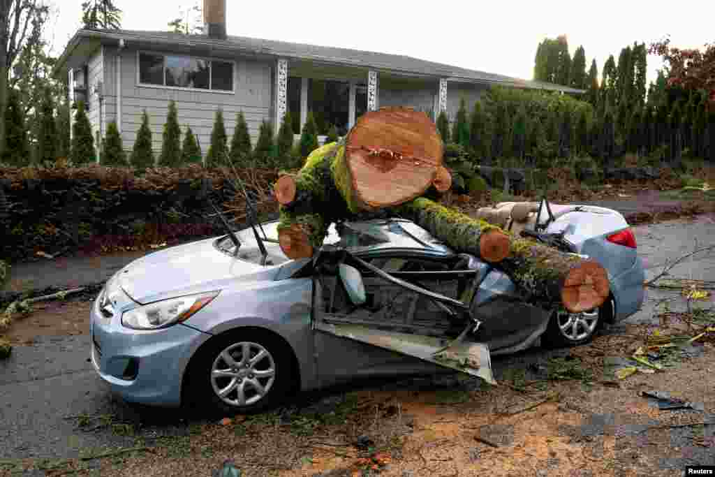 A fallen tree sits atop a car after a powerful storm hit the U.S. Pacific Northwest and western Canada, causing power outages in Washington, Oregon, California, and British Columbia while wreaking havoc on road travel, in Seattle, Washington, Nov. 20, 2024.