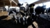 FILE - The use of antibiotics in livestock helps the animals stay healthy and grow faster, but bacteria develop resistance to the drugs, and those resistant bacteria can spread to people. 