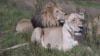 Researchers warn that the king of the animals - the lion - is rapidly losing its habitat in the savannahs of Africa.