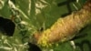 Plastic Eating Worm Could Help Ease Pollution