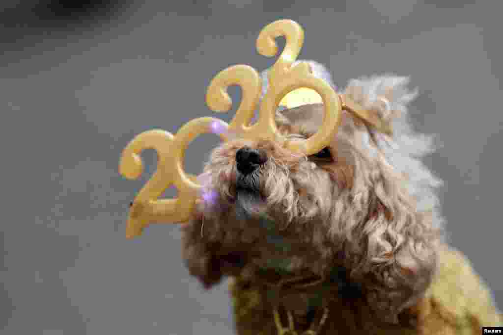 Teddy, a 12-year-old miniature poodle, looks on wearing 2022 glasses on West 47th Street ahead of New Year's Eve celebrations at Times Square, in New York City.