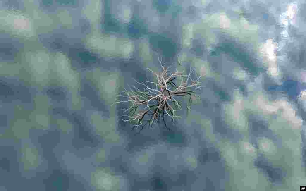 A tree is emerged due to drought at the Lindoso reservoir, in northwestern Spain, Feb. 12, 2022.