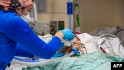 FILE - A medical worker treats an unvaccinated 40 year old patient who is suffering from the effects of Covid-19 in the ICU at Hartford Hospital in Hartford, Connecticut on January 18, 2022. (Photo by Joseph Prezioso / AFP)