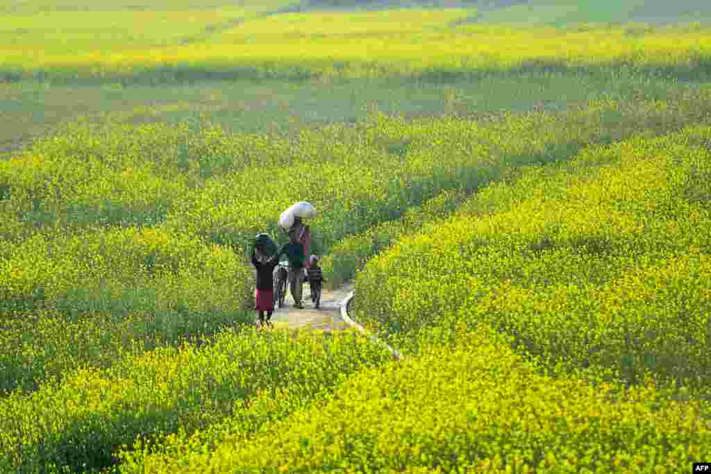کشتزار پرورش گل در شهر الله‌آباد هند 