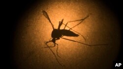 FILE - An Aedes aegypti mosquito known to carry the Zika virus, is photographed through a microscope in Brazil, Jan. 27, 2016. The first case of Zika in Texas, likely spread by a local mosquito, was confirmed, Monday, Nov. 28, 2016.