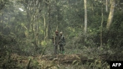 La dernière attaque d'envergure attribuée aux FDLR contre des écogardes dans le parc des Virunga remonte à avril 2020. (AFP, archives)