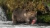 Alaska Worries for Its Salmon Run as Climate Change Warms Arctic Waters