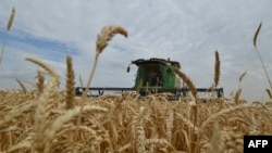 FILE - Wakulma wakivuna ngano kwa mashine kusini mwa mkoa wa Stavropol, Russia, July 9, 2014. (Photo by DANIL SEMYONOV / AFP)
