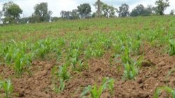 PRODESI criticado por agricultores de Benguela - 2:47