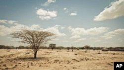 Kenya's Turkana region shows effects of severe drought affecting Horn of Africa (file photo).