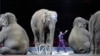 Azijski slonovi poslednji put nastupaju u cirkusu Ringling Bros. i Barnum i Bejli 1. maja 2016.