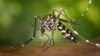 1 Billion Treated in Battle Against Painful Tropical Diseases