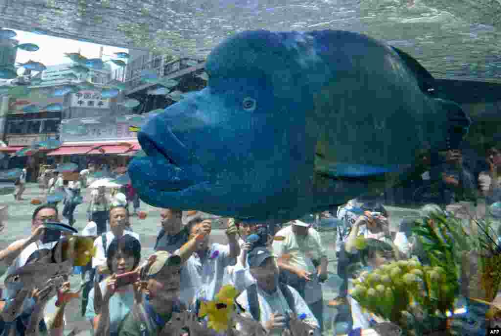 A humpead wrasse, transported from Japan's southern island of Okinawa, swims with other tropical saltwater fish in a tank for the Sony Aquarium 2017 exhibition in Tokyo.
