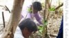Thailand Steps Up Efforts to Reclaim Lost Mangroves