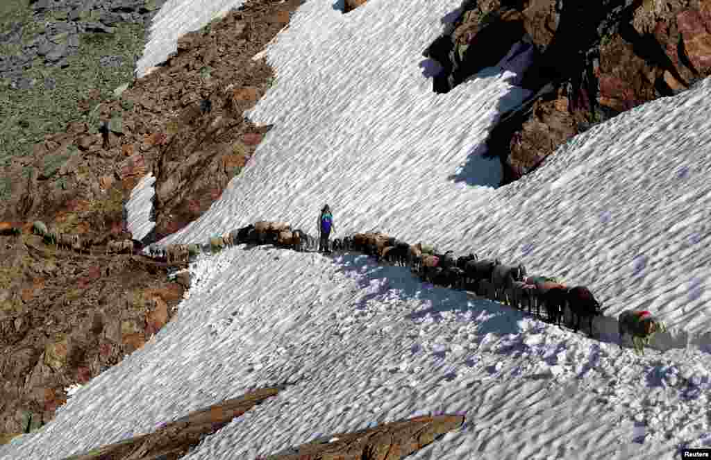 A shepherd guides sheep across a snow-covered field on their way up to the Alpine pass "Hochjoch" at 2,856 meters above sea level, in the autonomous region of South Tyrol, Italy.